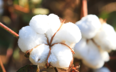 De ESG bandwagon en ‘vieze marketing’